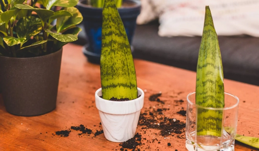 mother in law tongue plant propagation