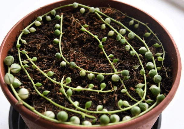 string of pearls propagation