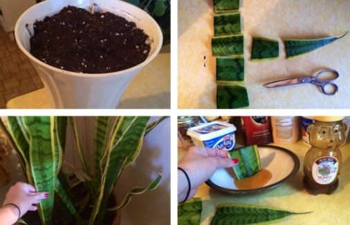 snake plant propagation snake plant propagation