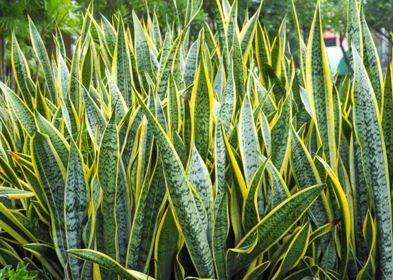 snake plants care snake plants care