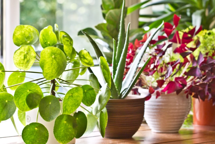 easy indoor plants
