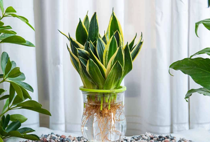 divide sansevieria divide sansevieria