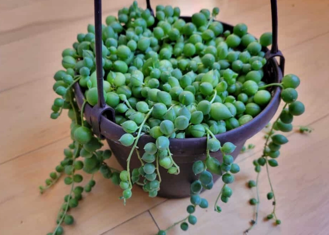 string of pearls plant care