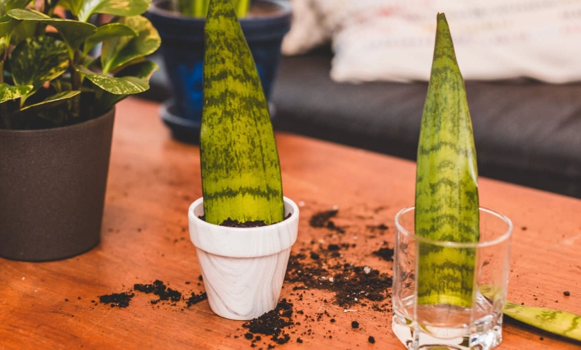 how to propagate sansevieria