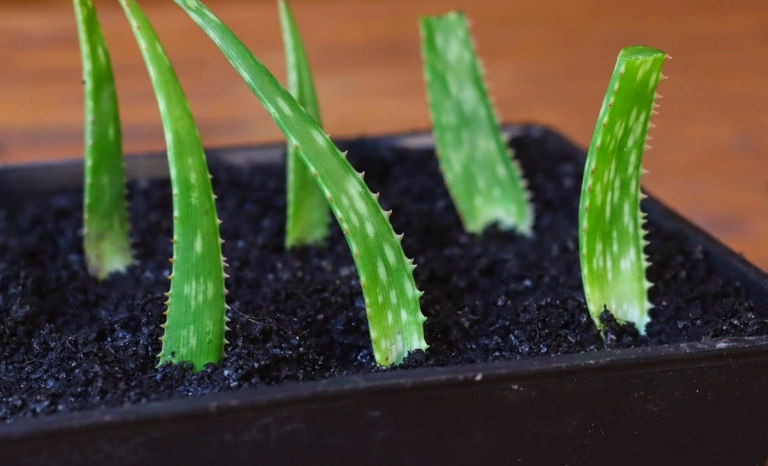 transplanting aloe pups