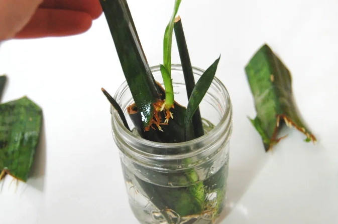 snake plant propagation soil