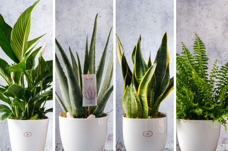 best houseplants for beginners