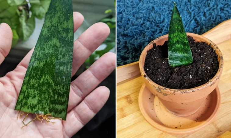 snake plant propagation soil