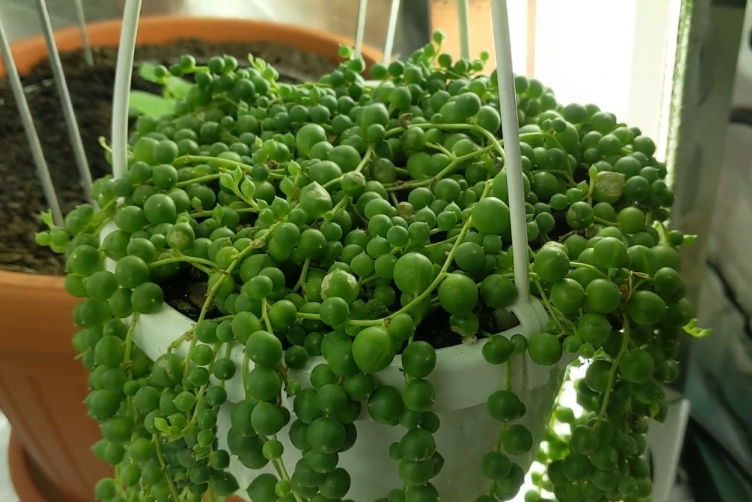 string of pearls propagation