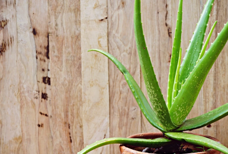 aloe vera repotting
