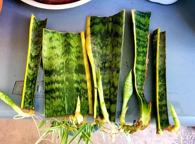 propagating snake plant