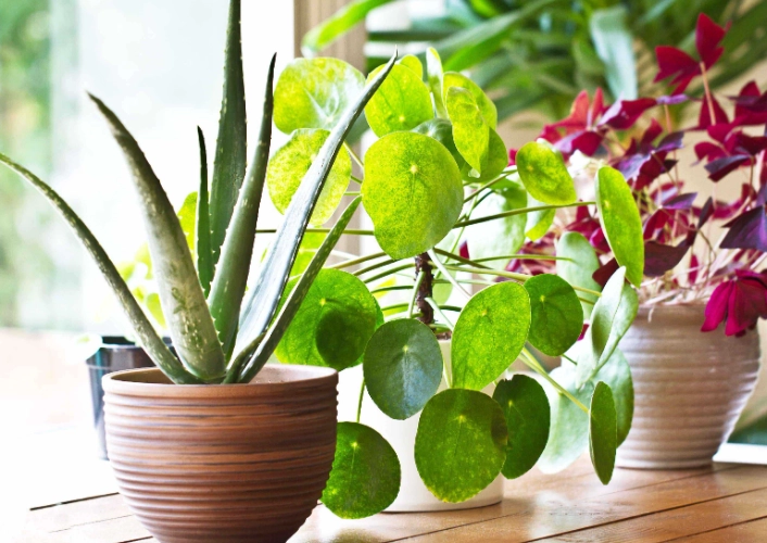 best houseplants for beginners
