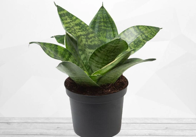 snake plant propagation snake plant propagation