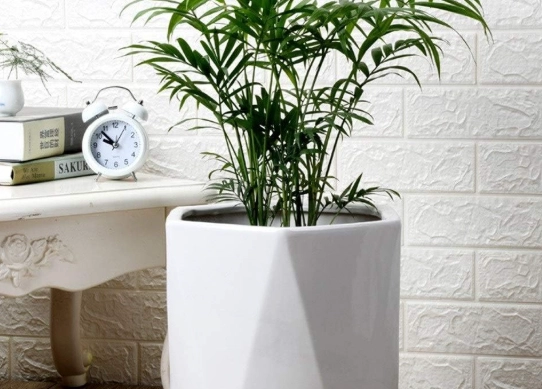 large indoor plants in pots