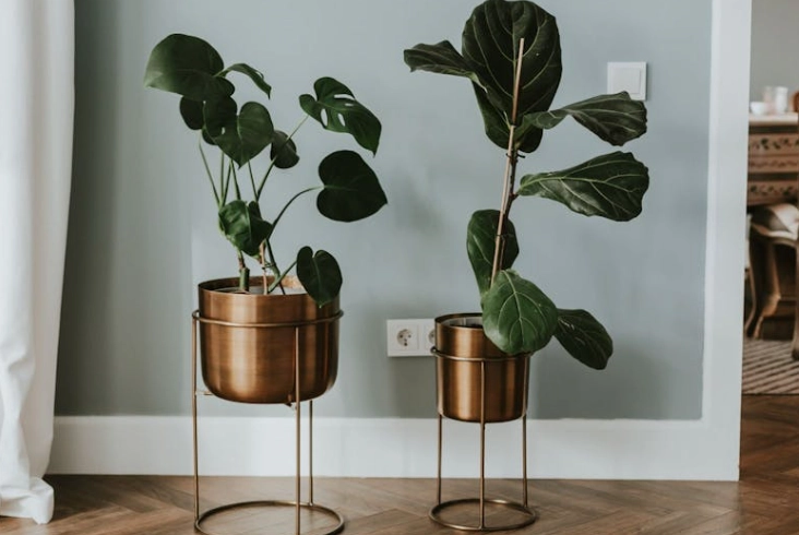 how to care for large indoor plants