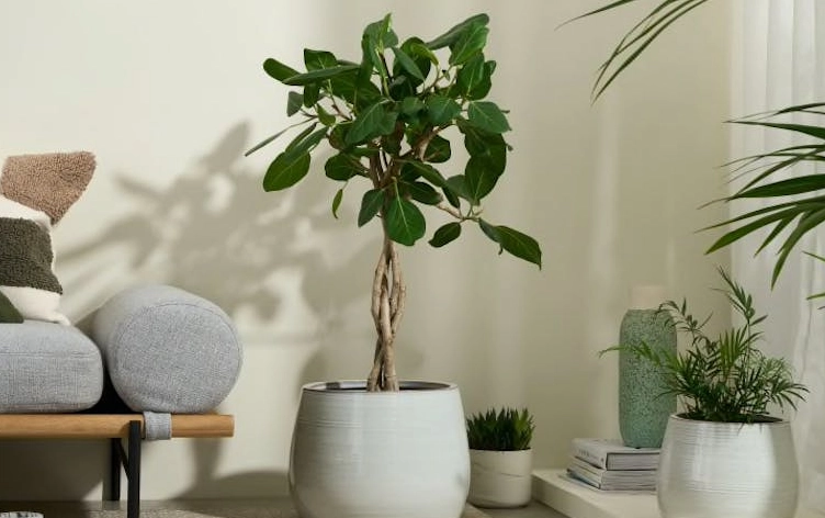 how to care for large indoor plants