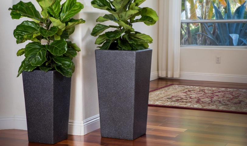 large indoor plants in pots