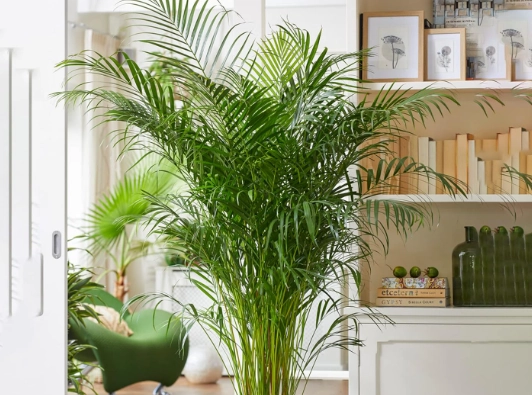 best large indoor plants