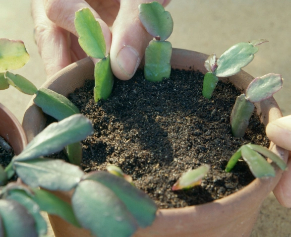 how to care for christmas cactus