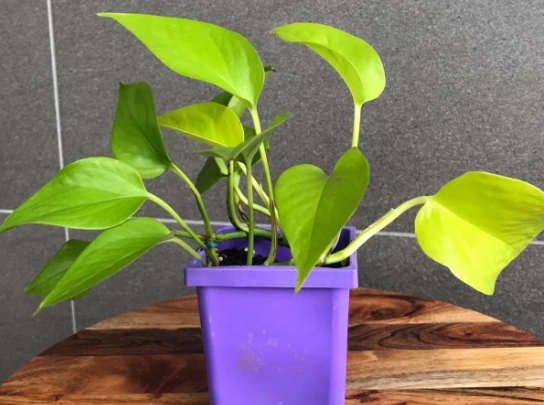 neon pothos propagation