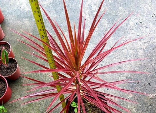 dragon tree plant care