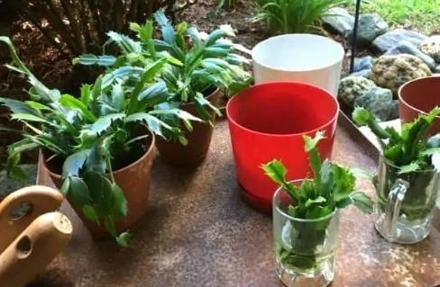 how to care for christmas cactus