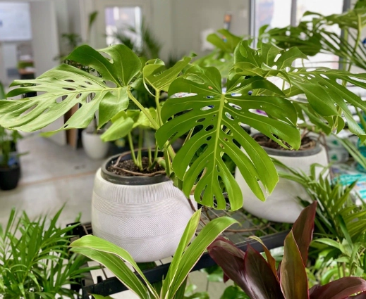 swiss monstera care