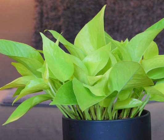 neon pothos care