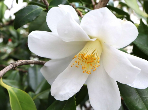 azalea camellia fertilizer