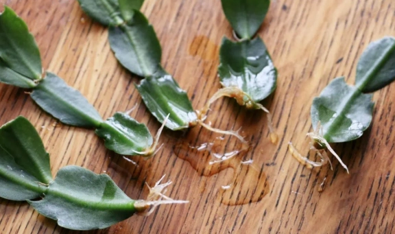 christmas cactus repotting