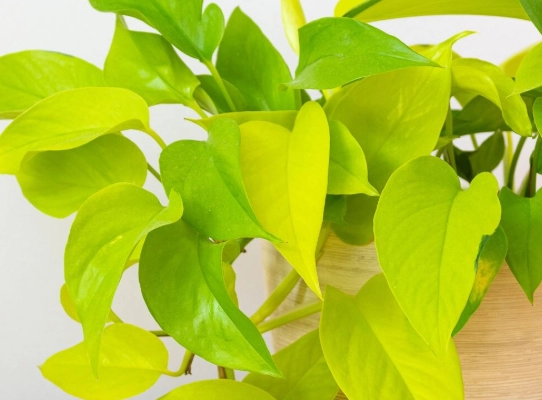 neon pothos propagation