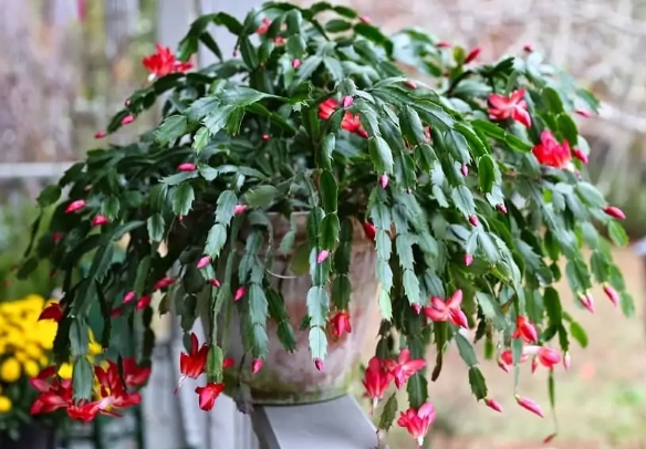 christmas cactus repotting
