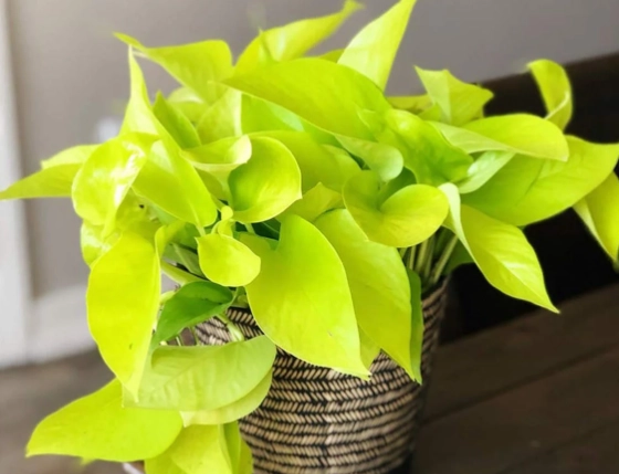neon pothos care