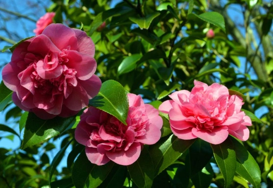 how to fertilize camellias