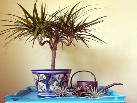 how to care for a dracaena marginata
