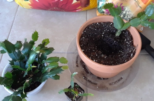 how to care for christmas cactus