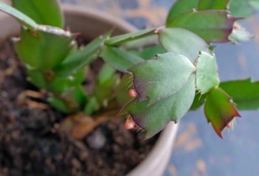 christmas cactus repotting
