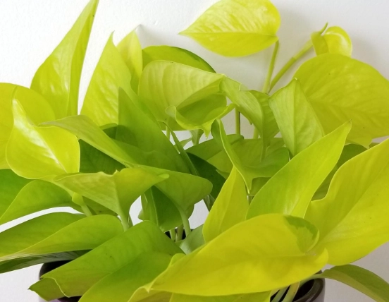 neon pothos light