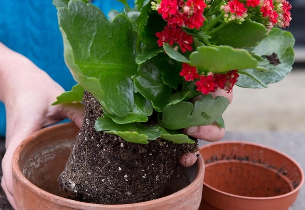kalanchoe plant care kalanchoe plant care