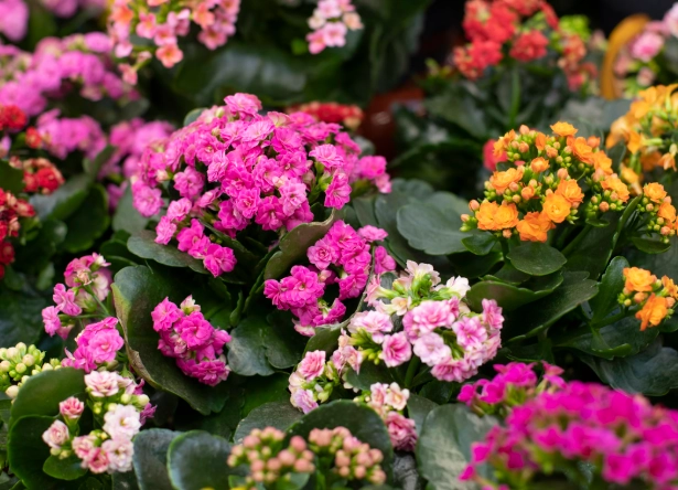 how to care for kalanchoe how to care for kalanchoe