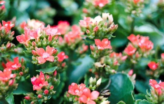 how to care for kalanchoe how to care for kalanchoe