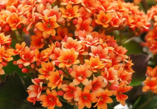 kalanchoe plant care kalanchoe plant care