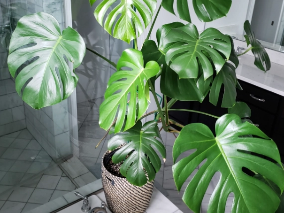 monstera deliciosa care
