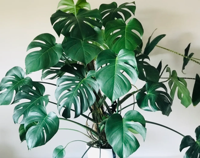 monstera plant