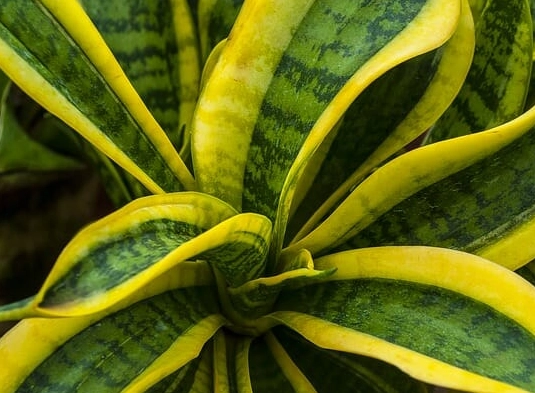 snake plants benefits
