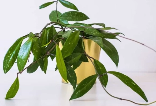 hoya carnosa watering