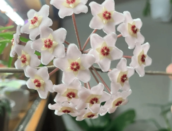 hoya carnosa watering