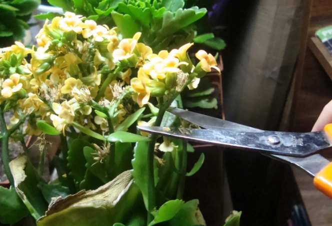 kalanchoe care kalanchoe care