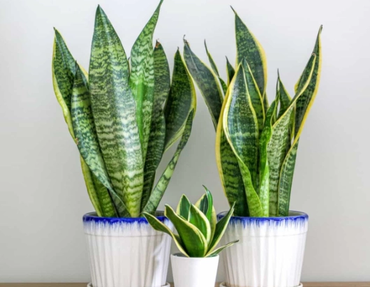 snake plants benefits