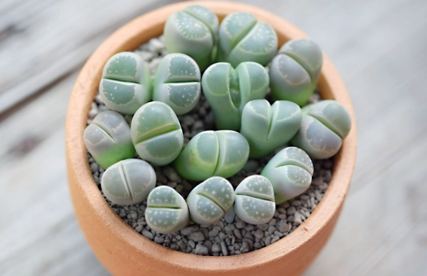 small succulent varieties